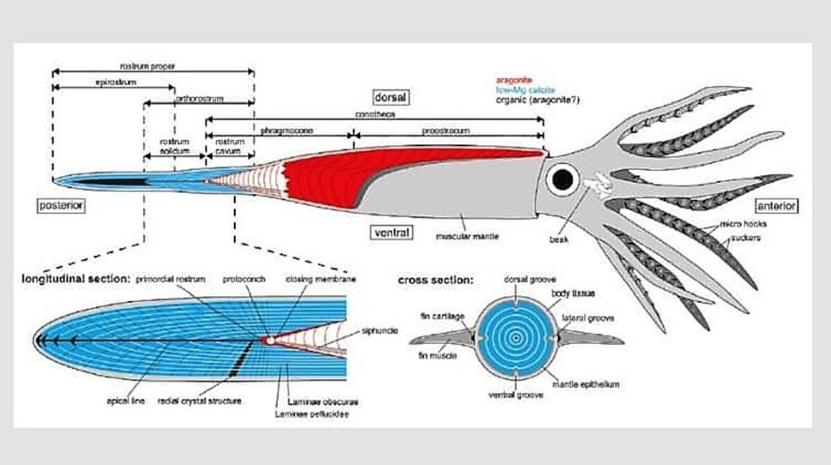 Budowa belemnitów z uwzględnieniem części mineralnych i tkanek miękkich. Kolorem niebieskim oznaczono kalcytowe rostrum. Źródło: Hoffman René, Stevens Kevin, „The palaeobiology of belemnites – foundation for the interpretation of rostrum geochemistry”, „Biological Reviews”, nr 95, 2020, s. 109, ryc. 7. [Internet: https://onlinelibrary.wiley.com/doi/epdf/10.1111/brv.12557; dostęp: 15.04.2021 r.]