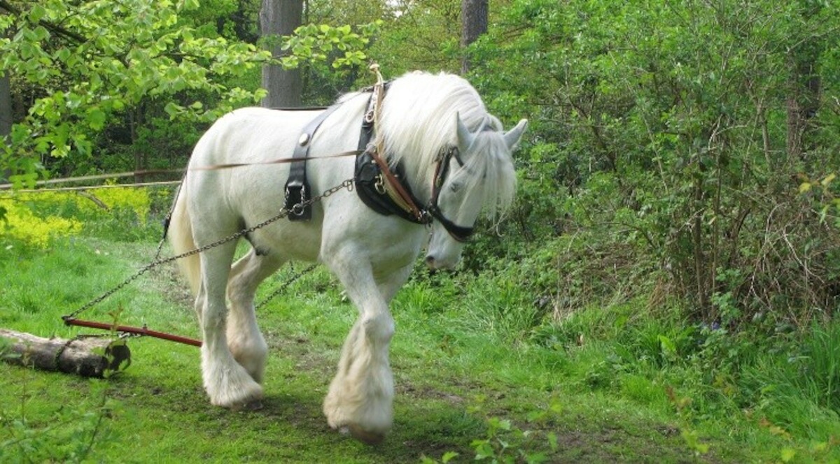 Koń rasy shire przy pracy w lesie. Źródło: <a href='https://upload.wikimedia.org/wikipedia/commons/a/aa/Raddusch_07-2017_img01.jpg' rel='noopener'>domena publiczna</a>.